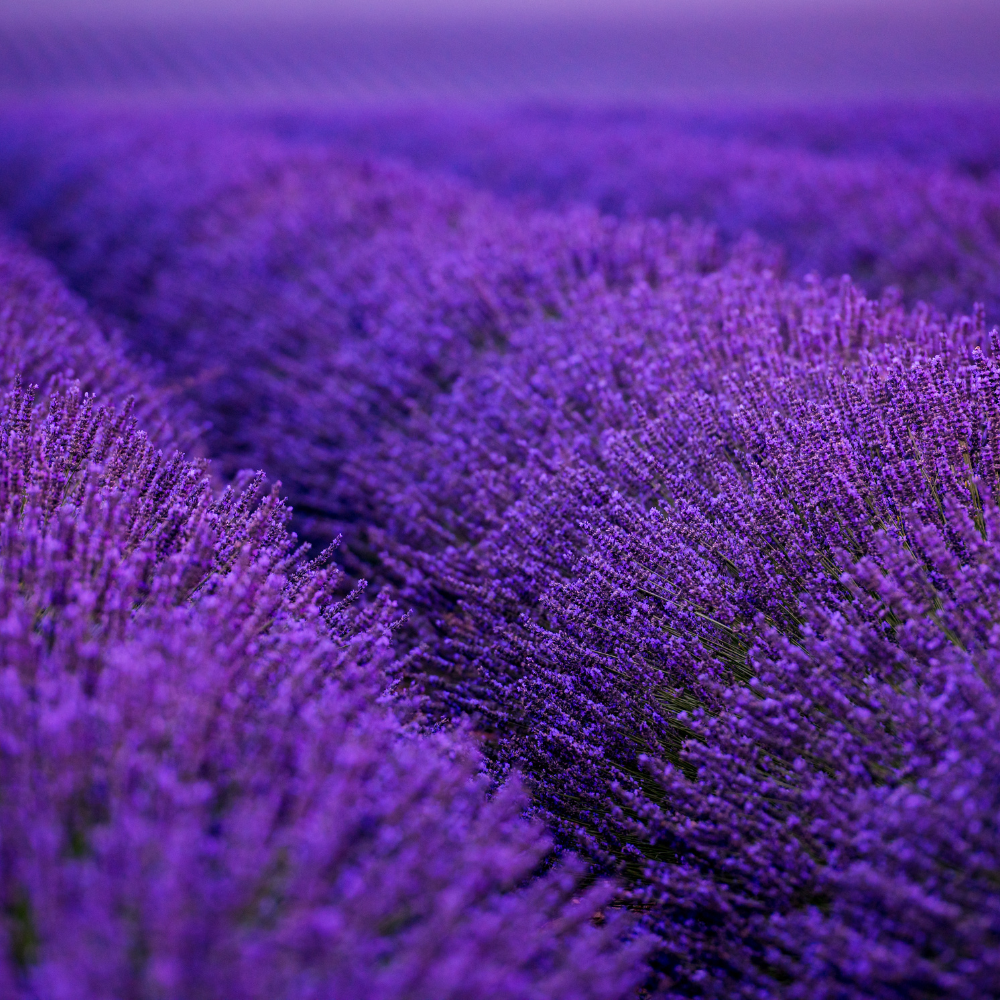 aromakito-lavender-field-provence.png